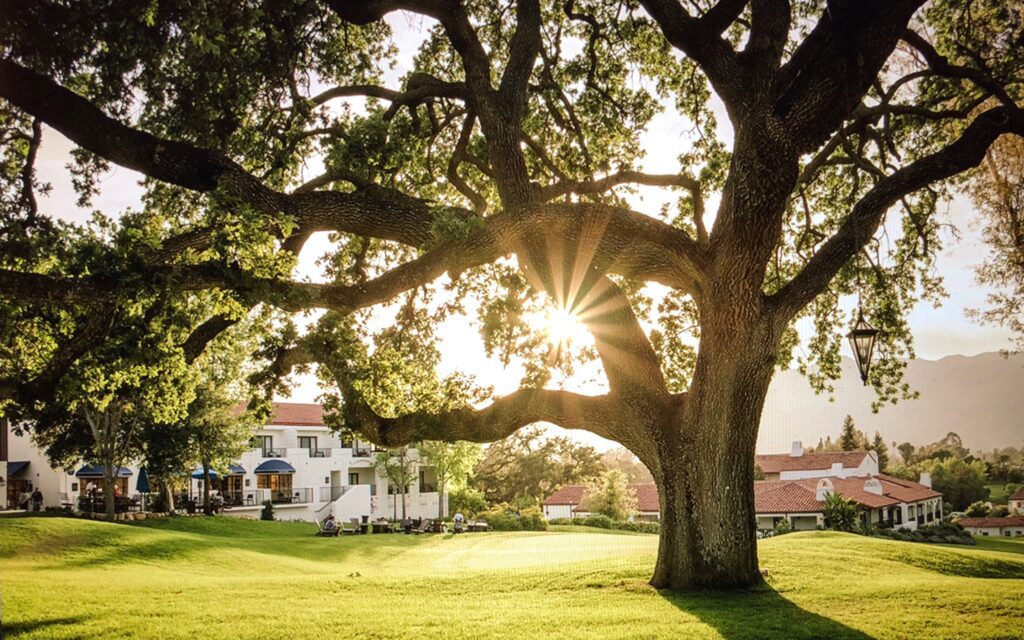 A large tree with sun shining through it.