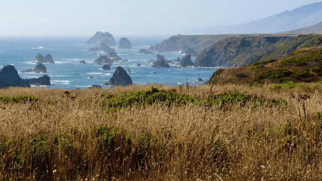 A field with tall grass and rocks in the background.
