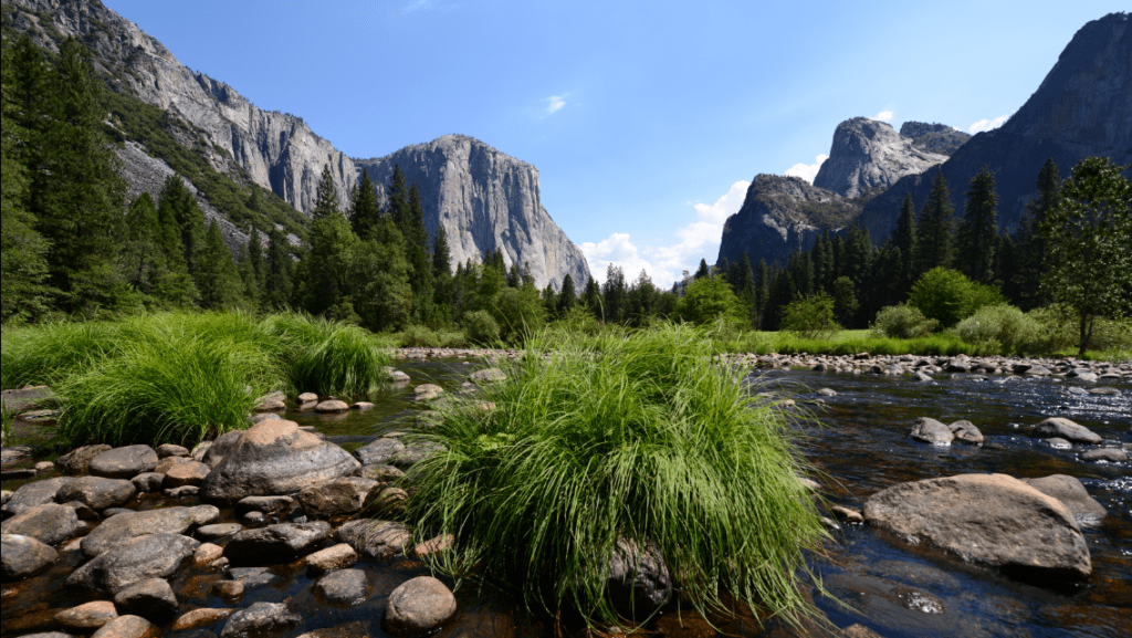 A river with rocks and trees in the background